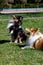 Dog friendship. Two shelties are running and playing with each other.