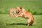 Dog with a Frisbee