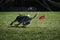 Dog frisbee. Competitions of dexterous dogs of all breeds. Australian healer is having fun playing on field with flying saucer and