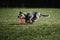 Dog frisbee. Competitions of dexterous dogs of all breeds. Australian healer is having fun playing on field with flying saucer and