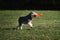 Dog frisbee. Competitions of dexterous dogs of all breeds. Gray miniature Schnauzer runs quickly through the green grass and