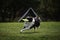 Dog frisbee. Competitions of dexterous dogs. Border Collie black and white running fast on the green grass catches a flying saucer