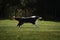 Dog frisbee. Competitions of dexterous dogs. Border Collie black and white running fast on the green grass catches a flying saucer