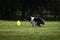 Dog frisbee. Competitions of dexterous dogs. Border Collie black and white is running fast on green grass and trying to catch up