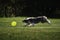 Dog frisbee. Competitions of dexterous dogs. Border collie of merle color runs quickly through green grass and tries to catch up