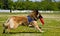 Dog Frisbee competitions in running disk