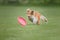 Dog frisbee. Dog catching flying disk in jump, pet playing outdoors in a park. Sporting event, achievement in sport