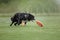 Dog frisbee. Dog catching flying disk in jump, pet playing outdoors in a park. Sporting event, achievement in sport