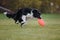 Dog frisbee. Dog catching flying disk in jump, pet playing outdoors in a park. Sporting event, achievement in sport