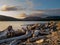 A dog frolicks on the beach amongst piles of logs, Port Renfrew, Canada