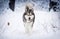 dog in frosty snow in winter