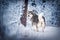 dog in frosty snow in winter