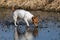 Dog on a frozen lake. Jack russell terrier