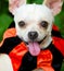 Dog Funny Costume Cute Tongue Vertical