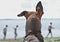 DOG WITH THE FUNNY EARS ON THE BEACH