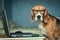 dog in funny glasses near laptop