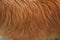 Dog fur texture. red-haired, close-up