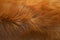 Dog fur texture. red-haired, close-up