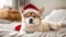 Dog fur wearing santa hat relax cozy indoors bedroom mammal beautiful fun friend relaxation dream