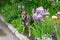 Dog in the garden among blooming irises