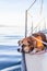 A dog gazes out onto the ocean from a boat on the Pacific Ocean