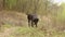 A dog of a German hunting breed in the forest. German wire hair, Drathaar in the woods.