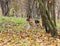 Dog, German shepherd in the autumn wood