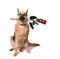 A dog of the German Shepherd breed sits and holds a red rose flower in his teeth. Isolated on white background