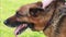 Dog German Shepherd Close Pet Tongue Out