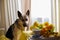 Dog German Shepherd inside of the room with yellow flowers. Russian eastern European dog veo indoors