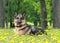 Dog, German shepherd lies in dandelions