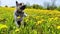 Dog German Shepherd in nature landscape with yellow dandelion flowers. Russian eastern European dog veo walking outdoors