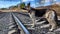 Dog German Shepherd near railway. Russian eastern European dog veo next to rails and sleepers. A military or police dog