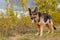 Dog German Shepherd outdoors in an autumn day