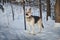 Dog German Shepherd outdoors in the forest in a winter day. Russian guard dog Eastern European Shepherd in nature on the