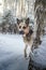Dog German Shepherd outdoors in the forest in a winter day. Russian guard dog Eastern European Shepherd in nature on the