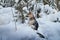 Dog German Shepherd outdoors in the forest in a winter day. Russian guard dog Eastern European Shepherd in nature on the