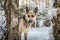 Dog German Shepherd outdoors in the forest in a winter day. Russian guard dog Eastern European Shepherd in nature on the