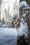 Dog German Shepherd outdoors in the forest in a winter day. Russian guard dog Eastern European Shepherd in nature on the