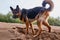 Dog German Shepherd outdoors on sand in a summer