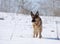 Dog, German shepherd on a snow-covered slope