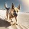 Dog german shepherd summer activity. German shepherd dog breed in playing and running fun activities.