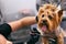 Dog Gets Hair Cut At Pet Spa Grooming Salon. Closeup Of Dog