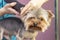 Dog gets hair cut at Pet Spa Grooming Salon. Closeup of Dog.