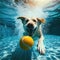 dog getting ball underwater