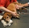 Dog Getting A Heart Ultrasound at Vet