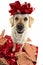 DOG GIFT. LABRADOR SITTING OVER RED WRAPPING PAPER WITH A RED BOW ON HEAD. PUPPY OR PET PRESENT FOR CHRISTMAS CONCEPT