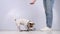 Dog gives a leash to a woman on a white background. Jack Russell Terrier calls the owner for a walk.