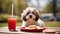 dog with a glass of juice A humorous scene of a Havanese puppy dog in a red plate with miniature sandwiches