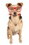 Dog Glasses Pencil Red Looking Portrait Isolated